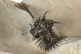 Spiny Trident Walliserops Trilobite - Foum Zguid, Morocco #344464-5